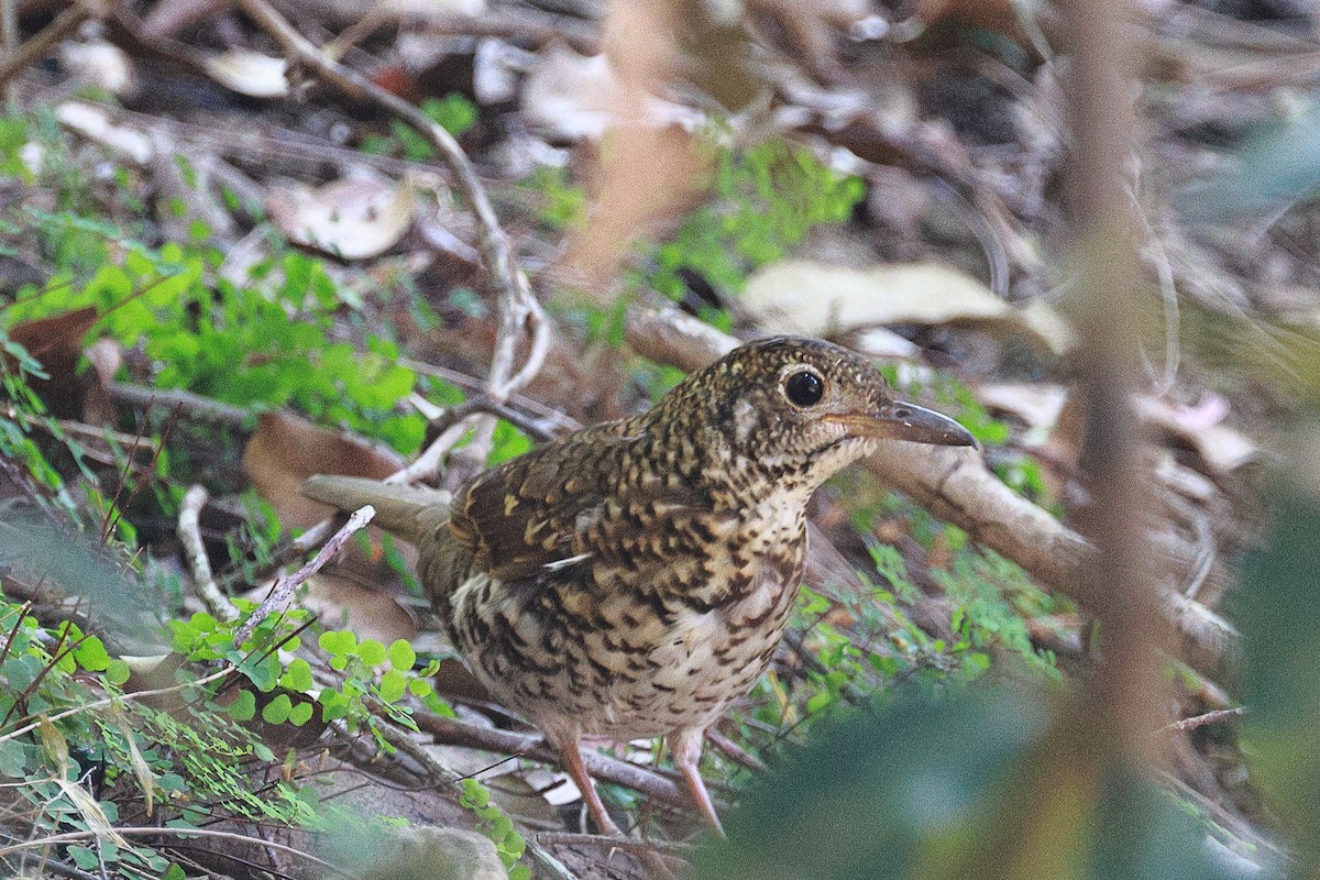 Bassian Thrush - ML600175451