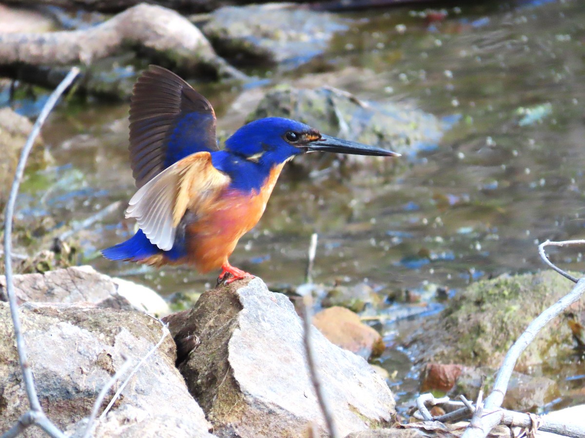 Azure Kingfisher - ML600175491