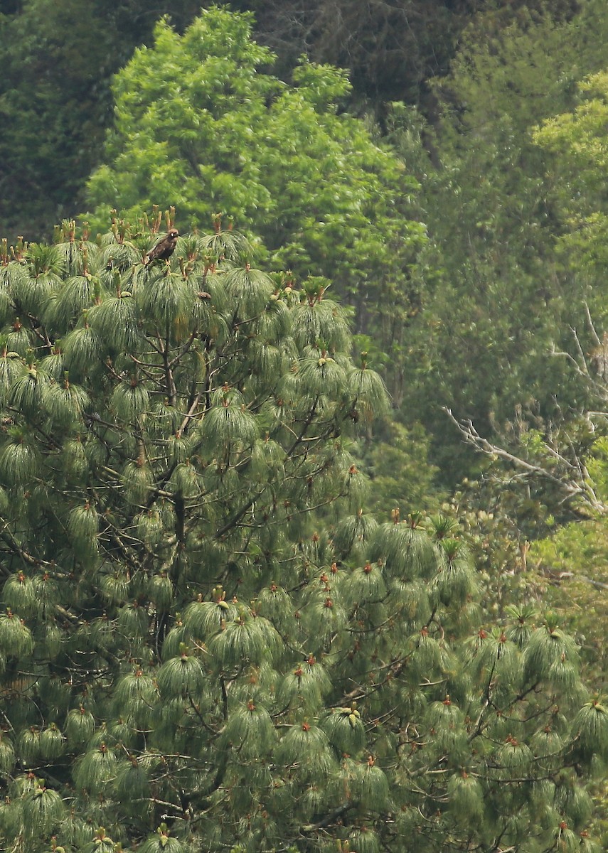 rødhalevåk (calurus/alascensis) - ML60017551