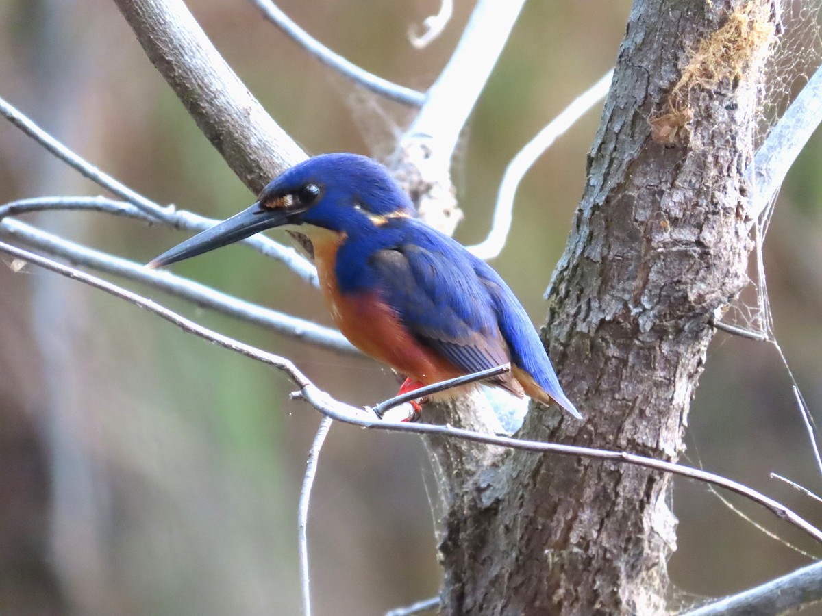 Azure Kingfisher - ML600175621