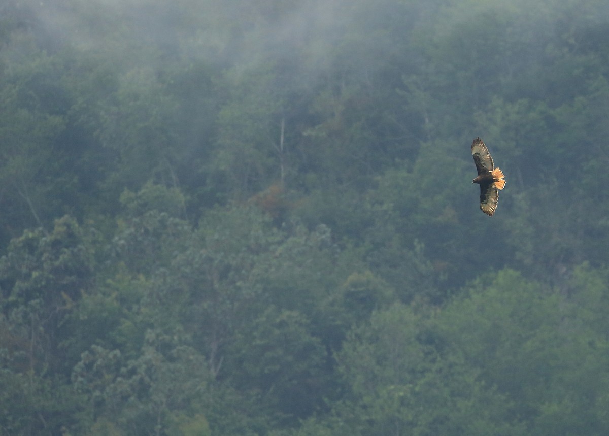 Red-tailed Hawk (calurus/alascensis) - ML60017631