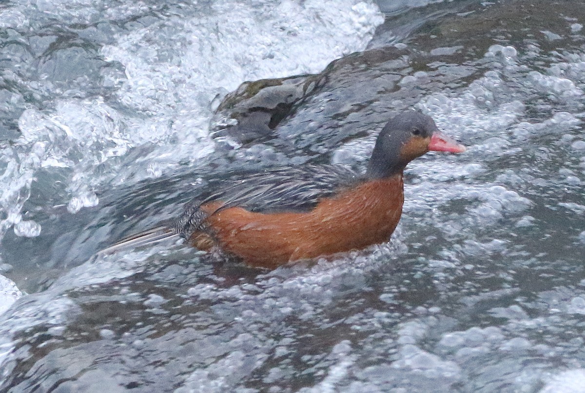 Pato Torrentero - ML600176861