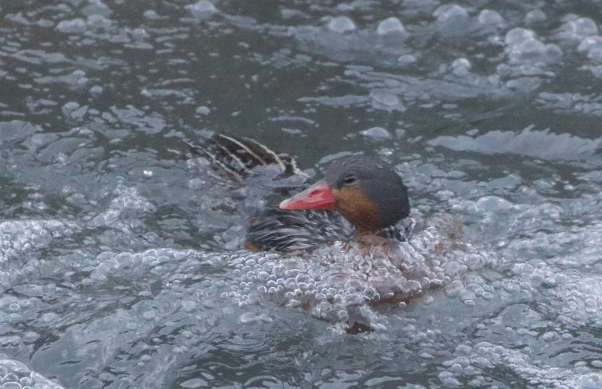 Pato Torrentero - ML600176871