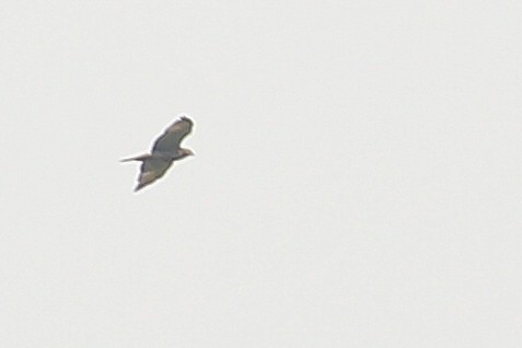 Broad-winged Hawk - ML60017691