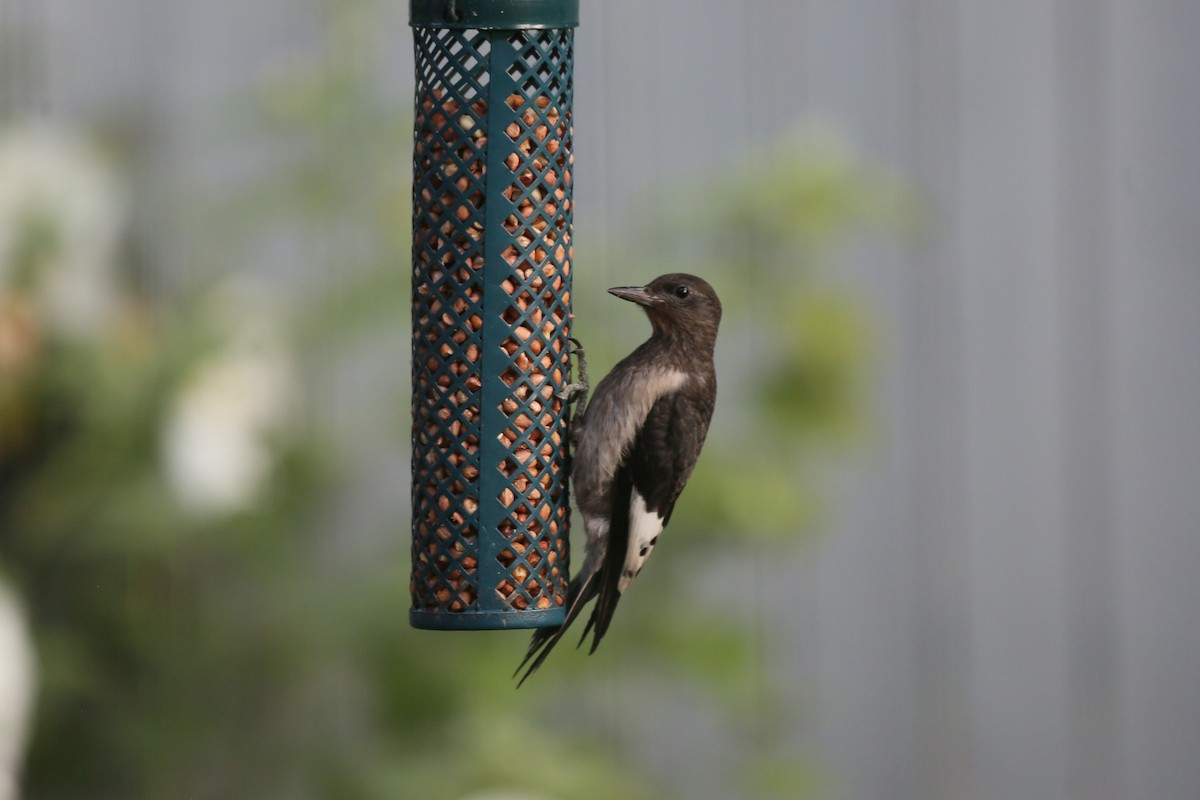 Red-headed Woodpecker - ML600177961