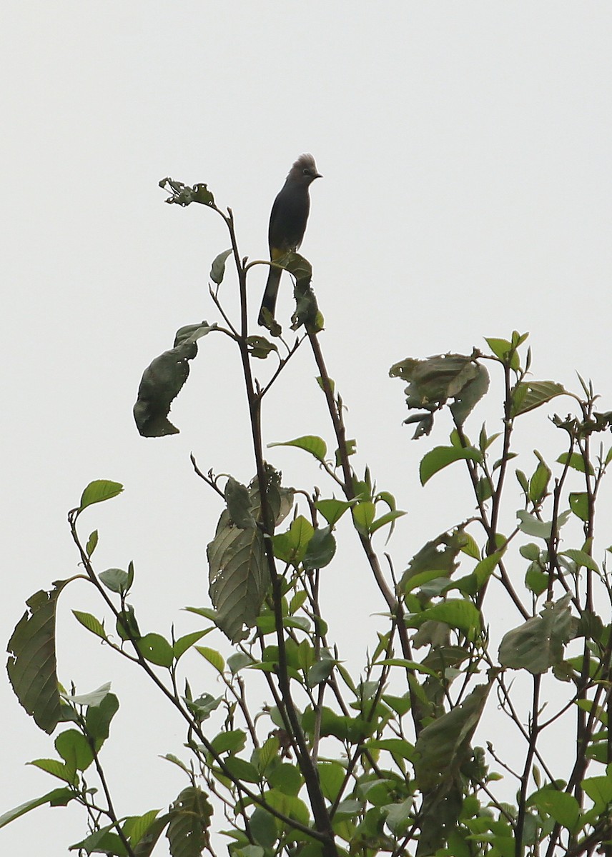 Gray Silky-flycatcher - ML60017841