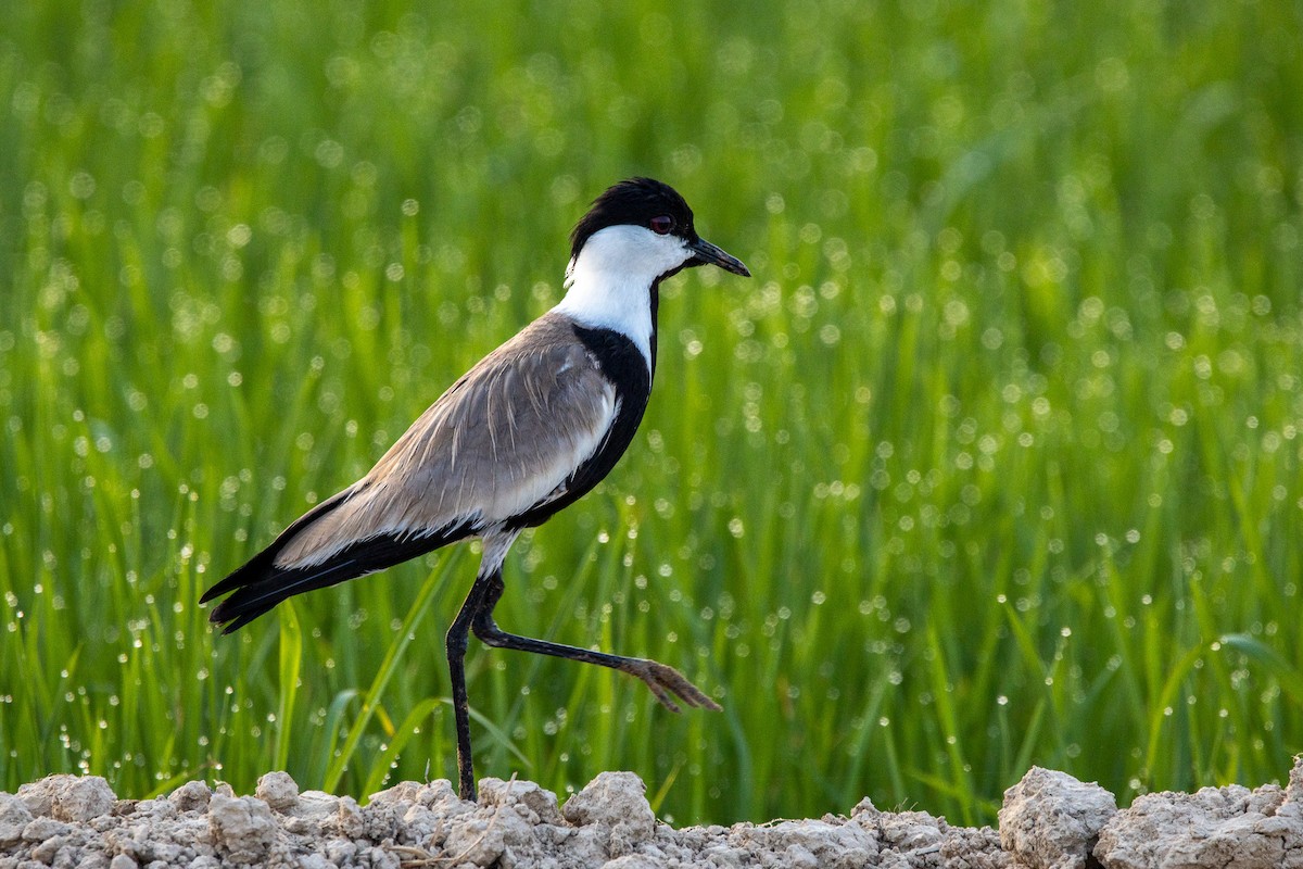 Spur-winged Lapwing - ML600178951