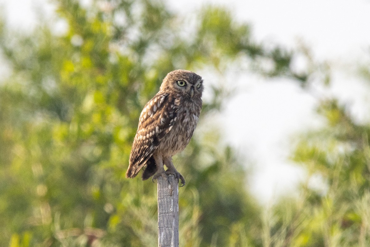 Little Owl - ML600178981