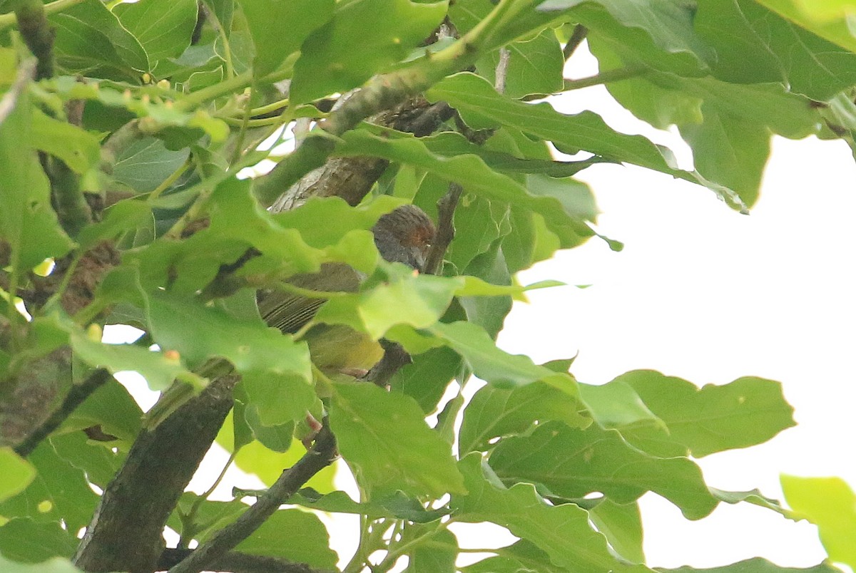 Rufous-browed Peppershrike - ML60017951