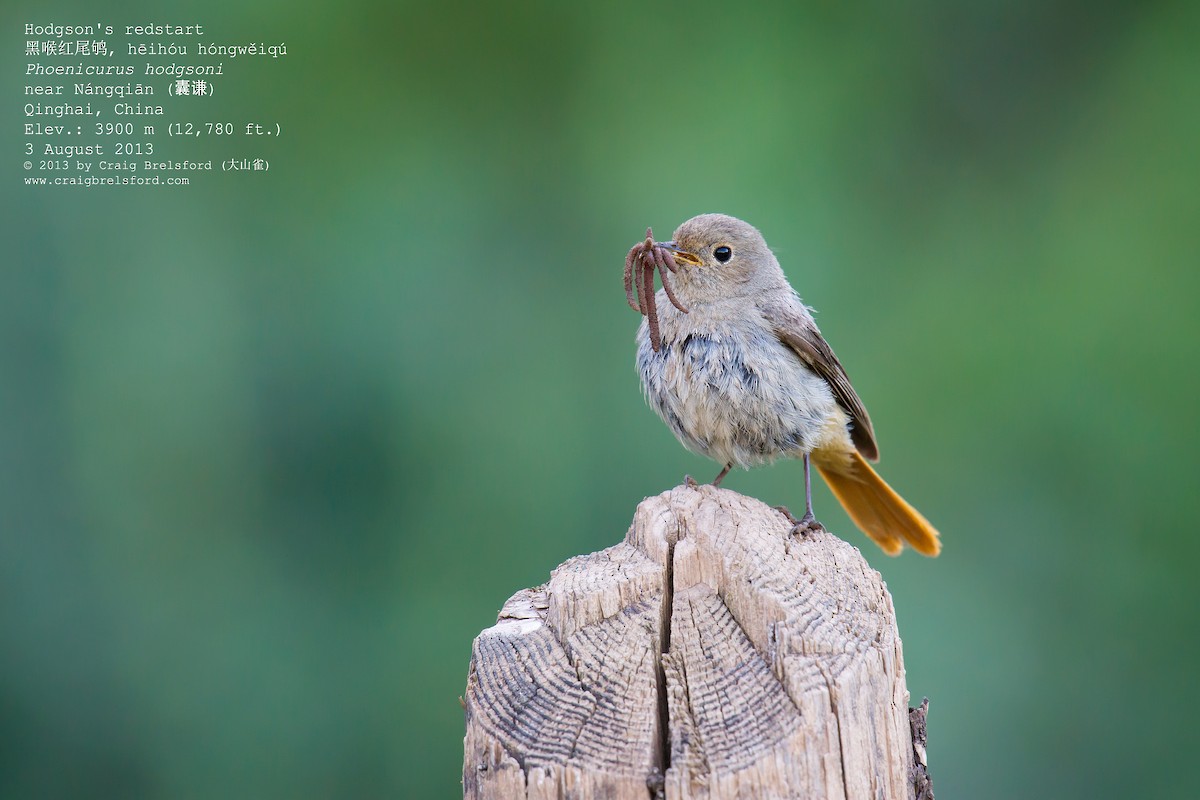 Hodgson's Redstart - ML60018091