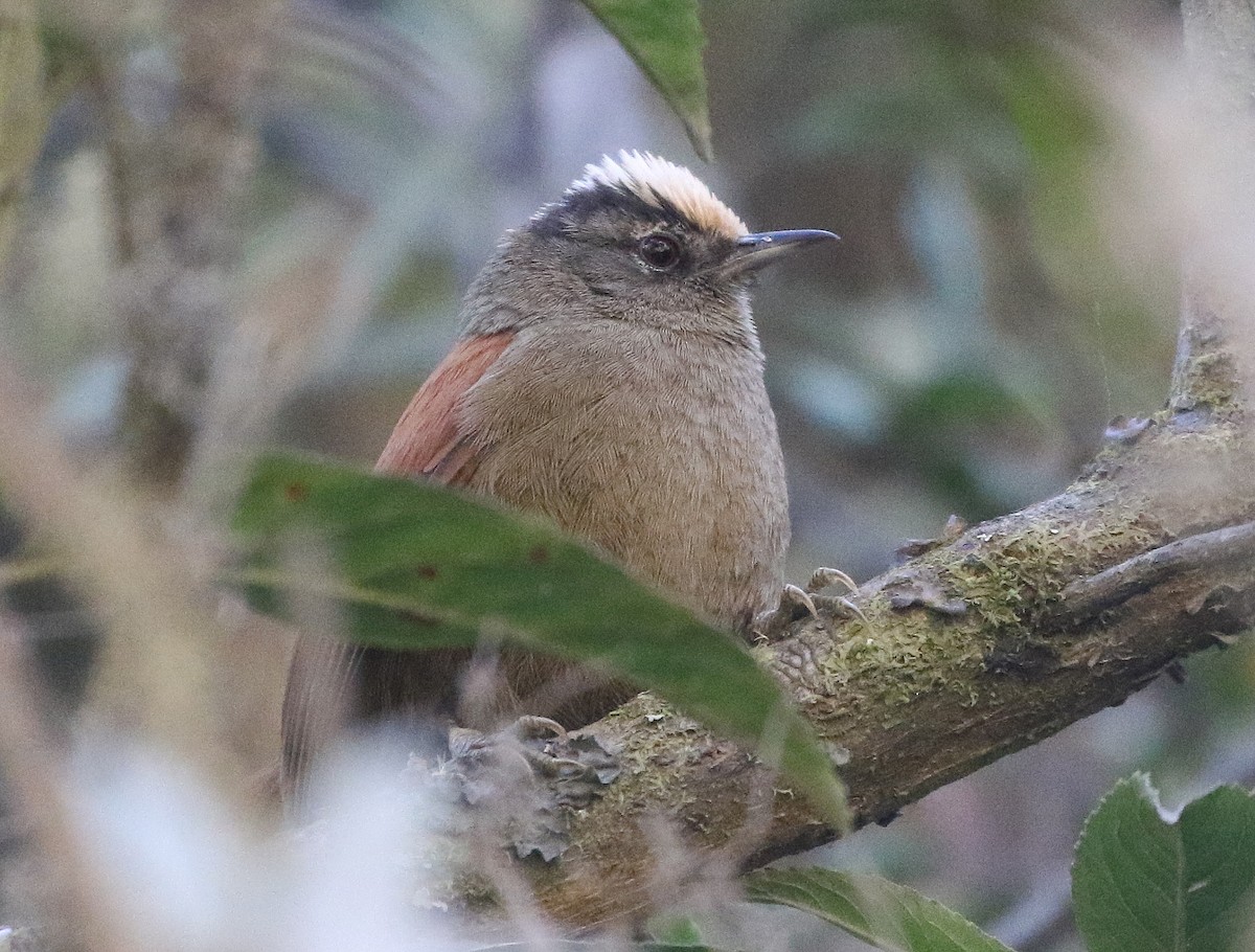 Light-crowned Spinetail - ML600181461