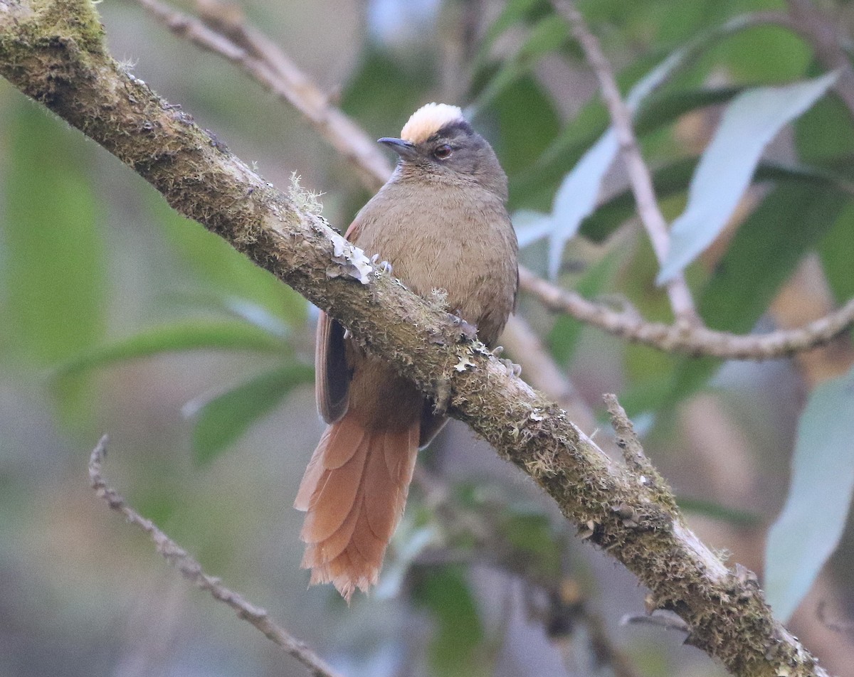 Light-crowned Spinetail - ML600181481