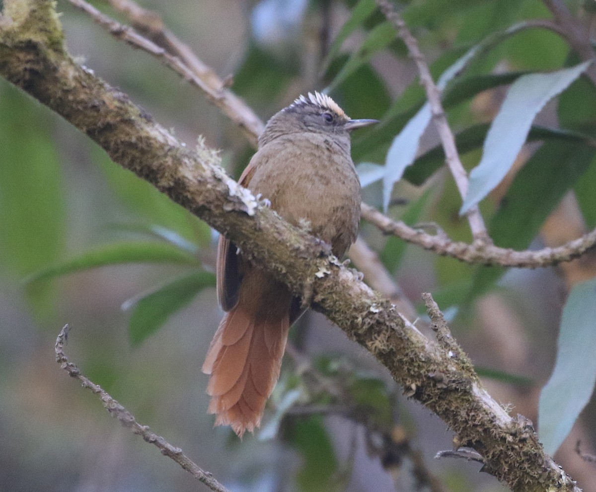Light-crowned Spinetail - ML600181491