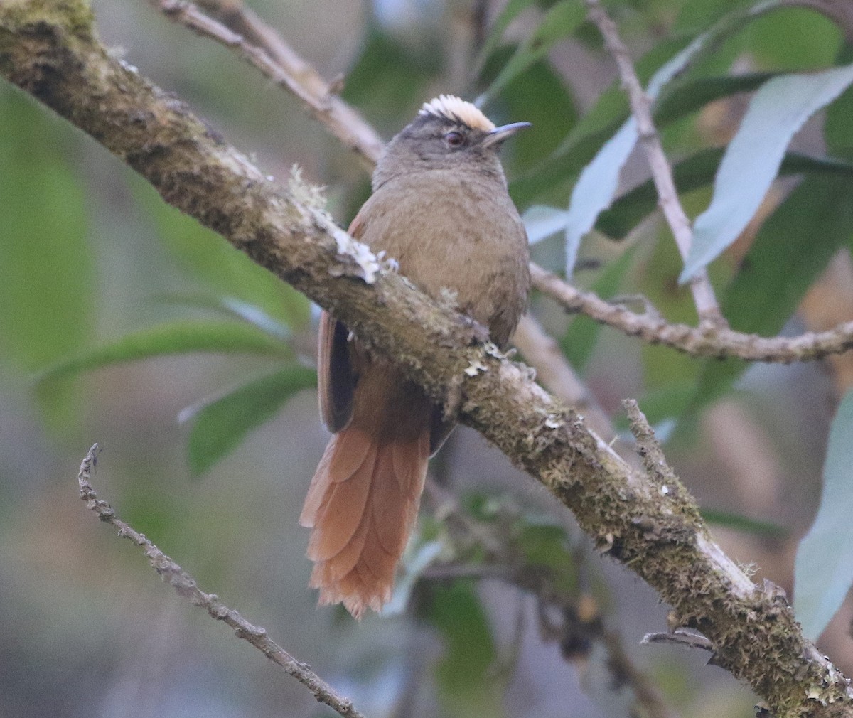 Light-crowned Spinetail - ML600181511