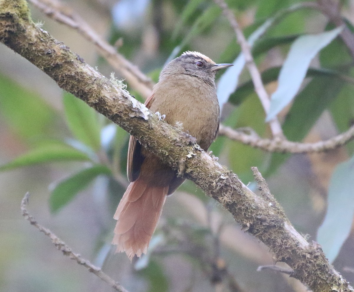 Light-crowned Spinetail - ML600181531