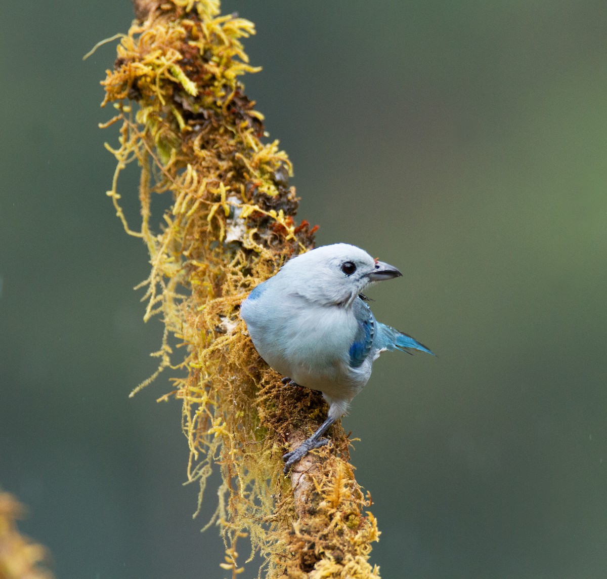 Blue-gray Tanager - Chuck Heikkinen