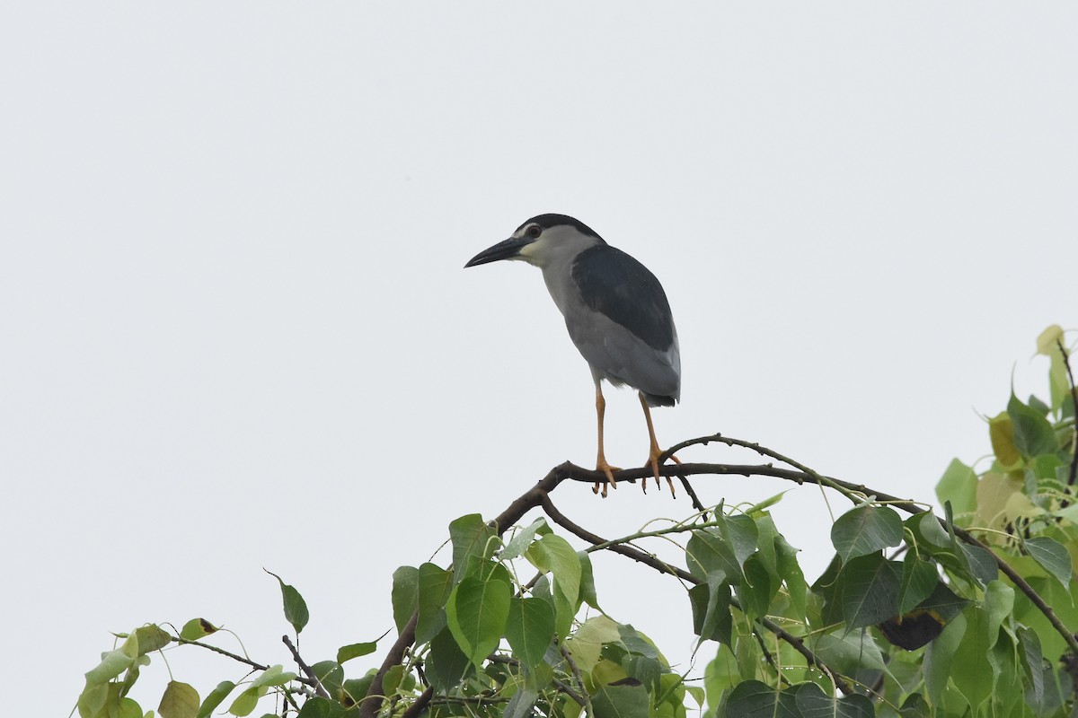 Black-crowned Night Heron - ML600182151