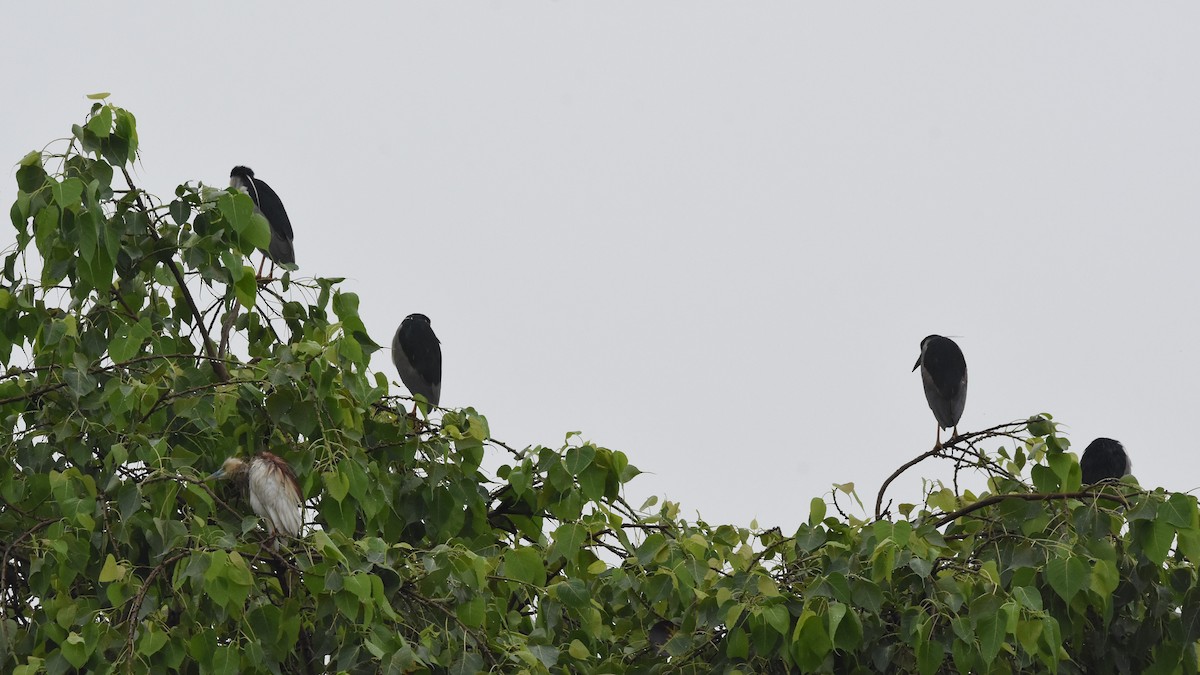Black-crowned Night Heron - ML600182161