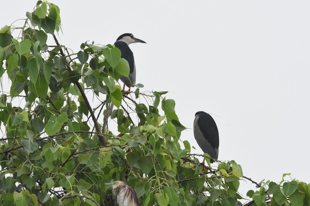 Black-crowned Night Heron - ML600182171