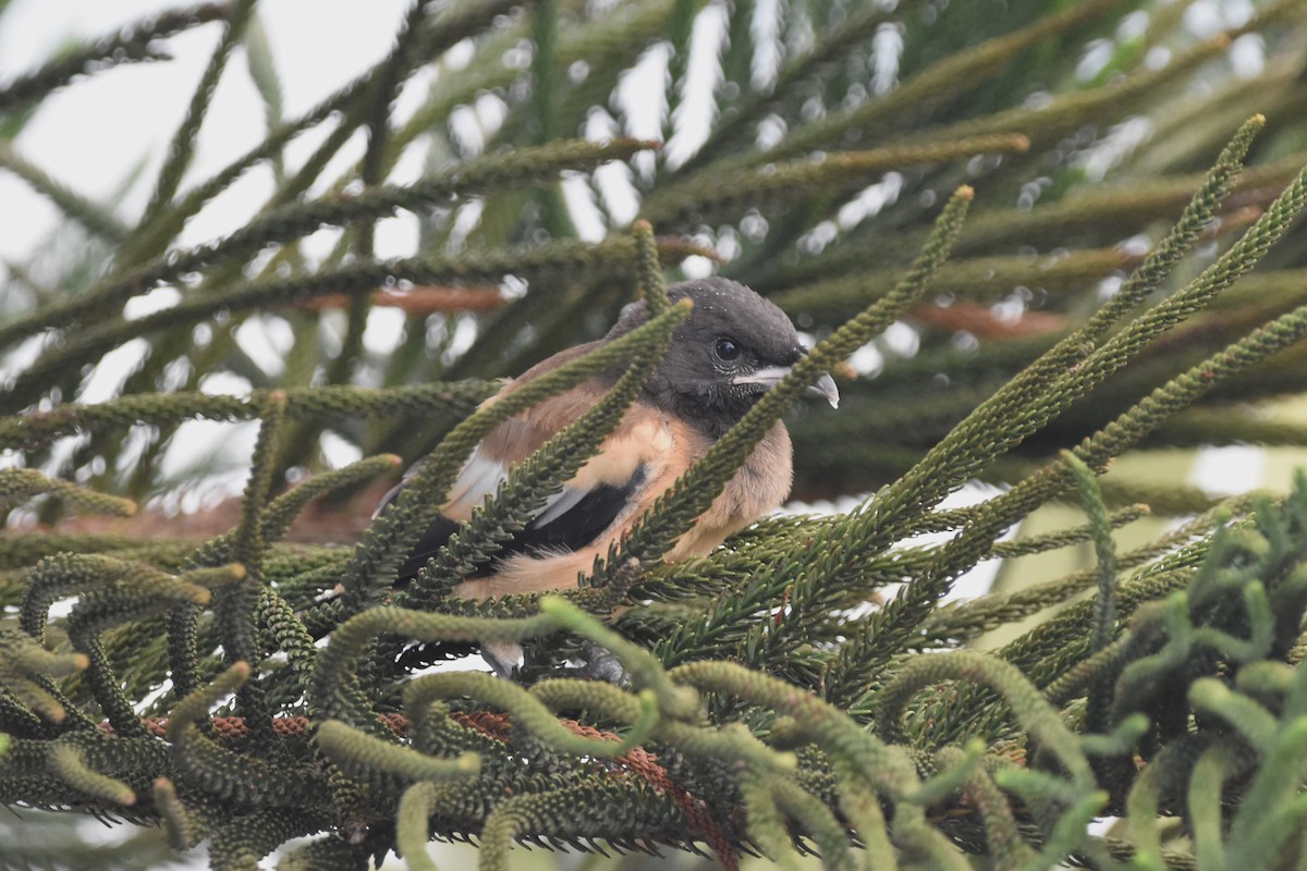 Rufous Treepie - ML600182671