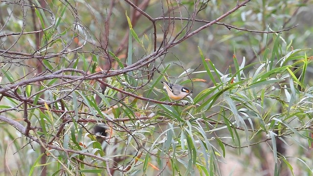 Streifenpanthervogel - ML600183101