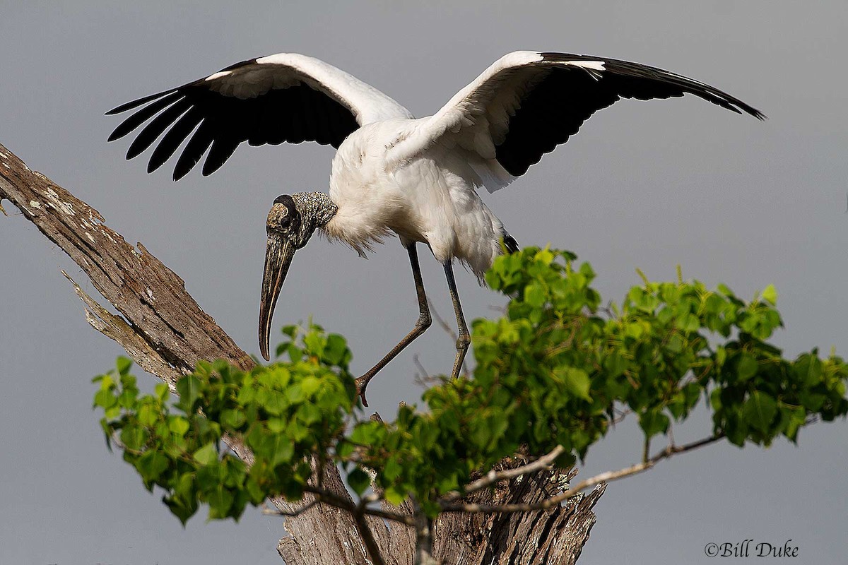 Wood Stork - Bill  Duke