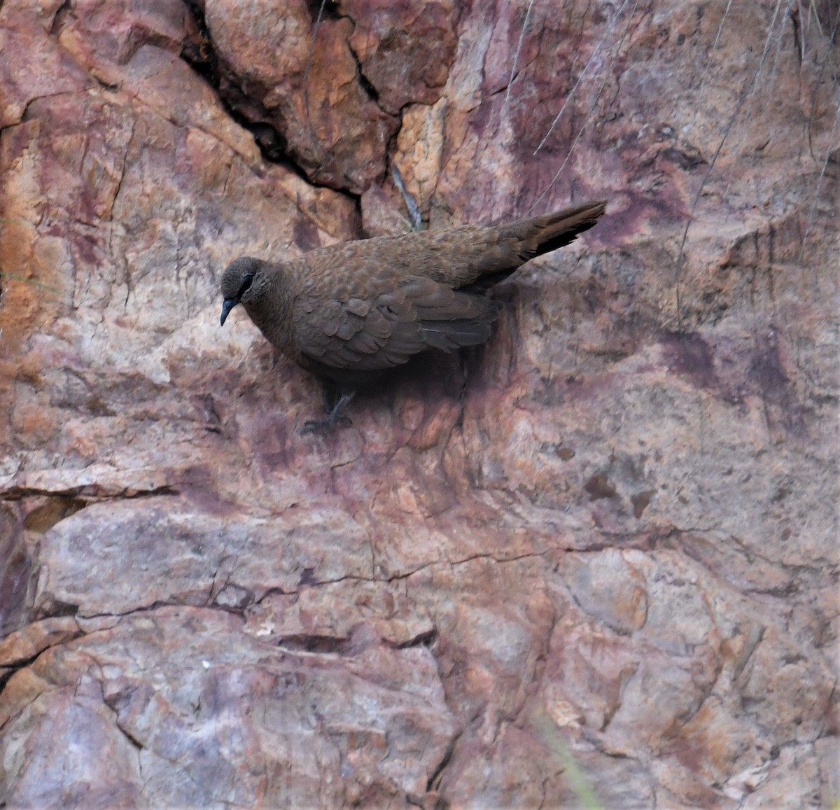 White-quilled Rock-Pigeon - Nicholas Talbot