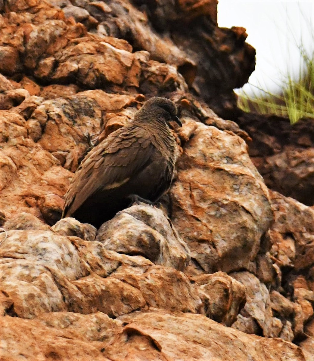 holub kimberleyský - ML600185061
