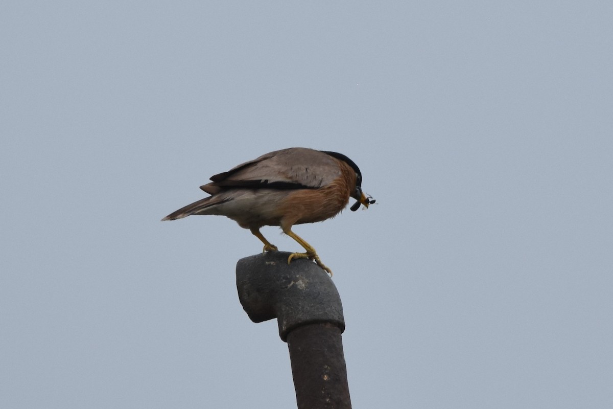 Brahminy Starling - ML600185641