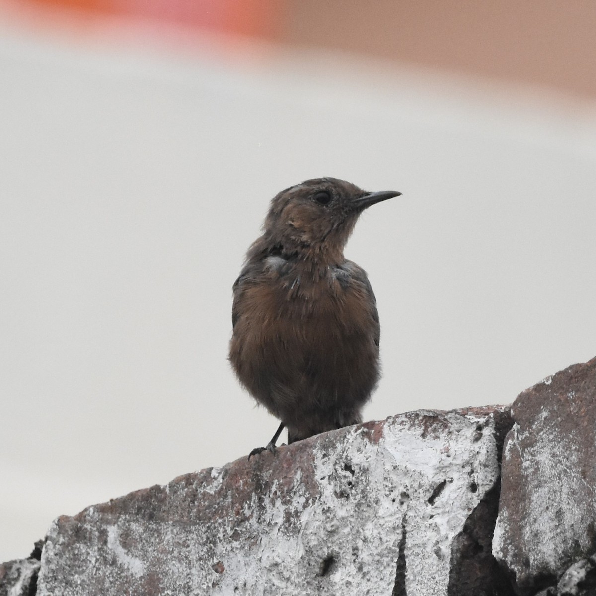 Brown Rock Chat - Mehala Kumar