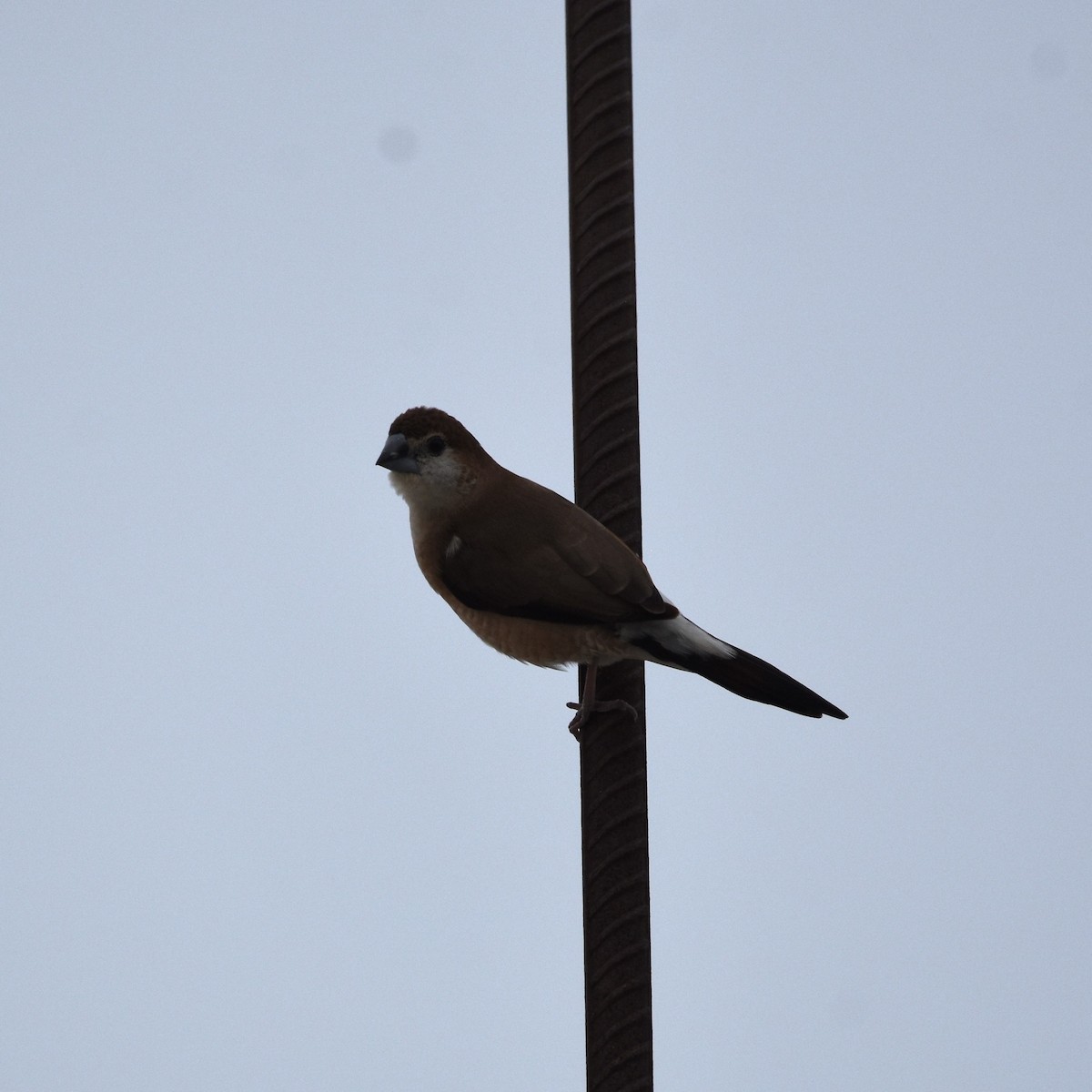 Indian Silverbill - Mehala Kumar