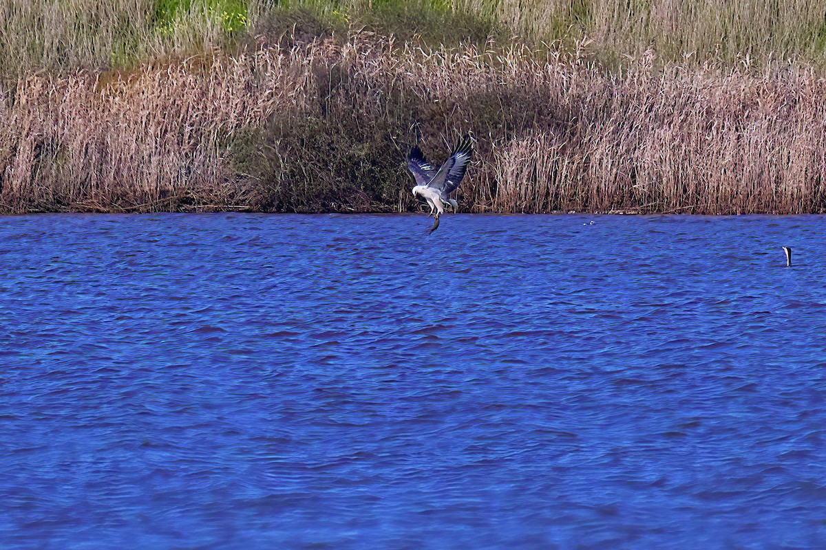 White-bellied Sea-Eagle - ML600186101