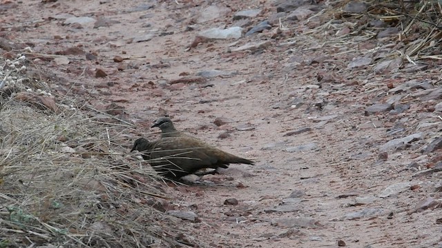 White-quilled Rock-Pigeon - ML600187291