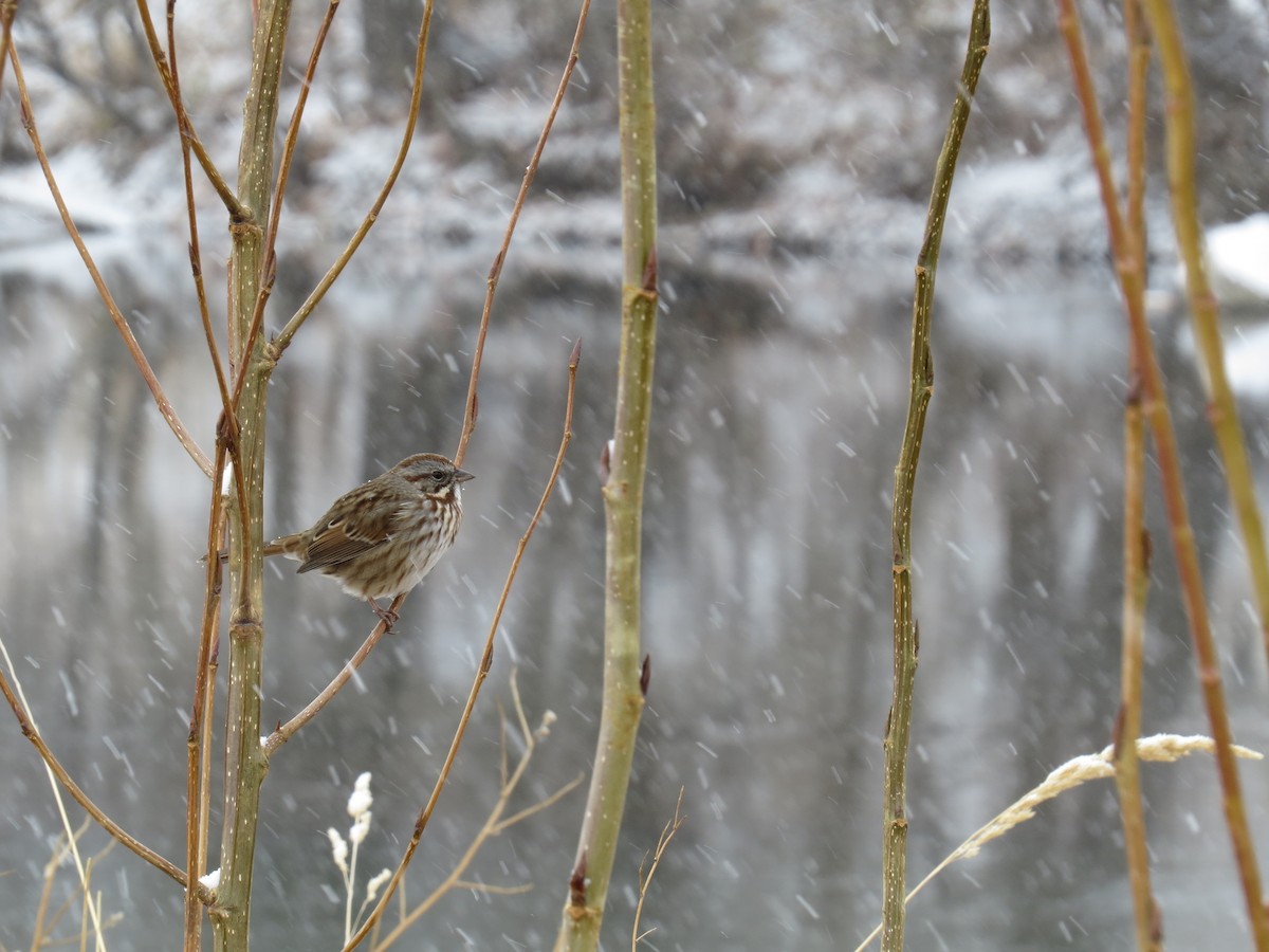 Song Sparrow - Ian Hearn