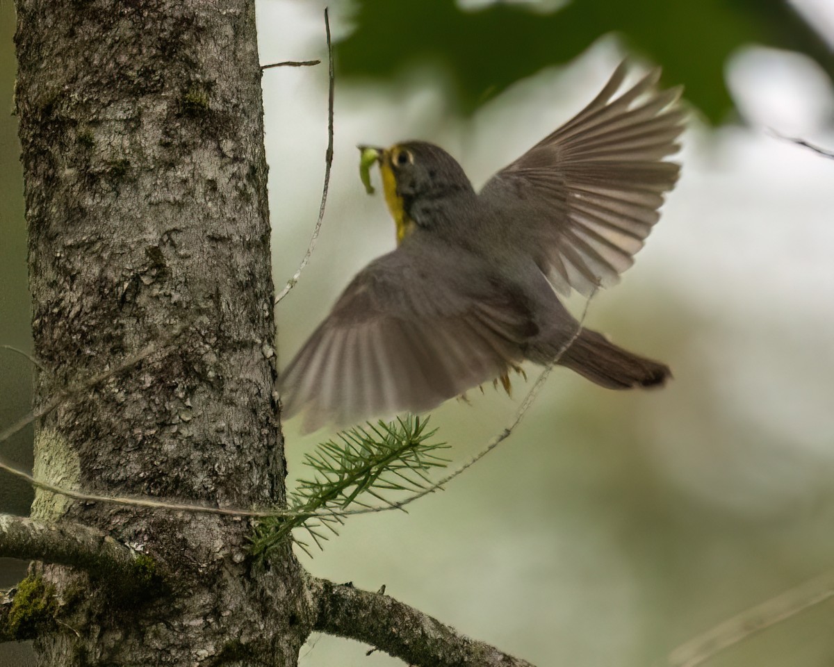 Paruline du Canada - ML600189621