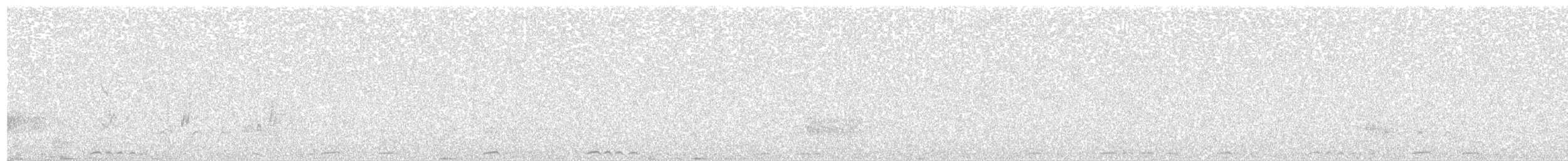 holub kimberleyský - ML600189661