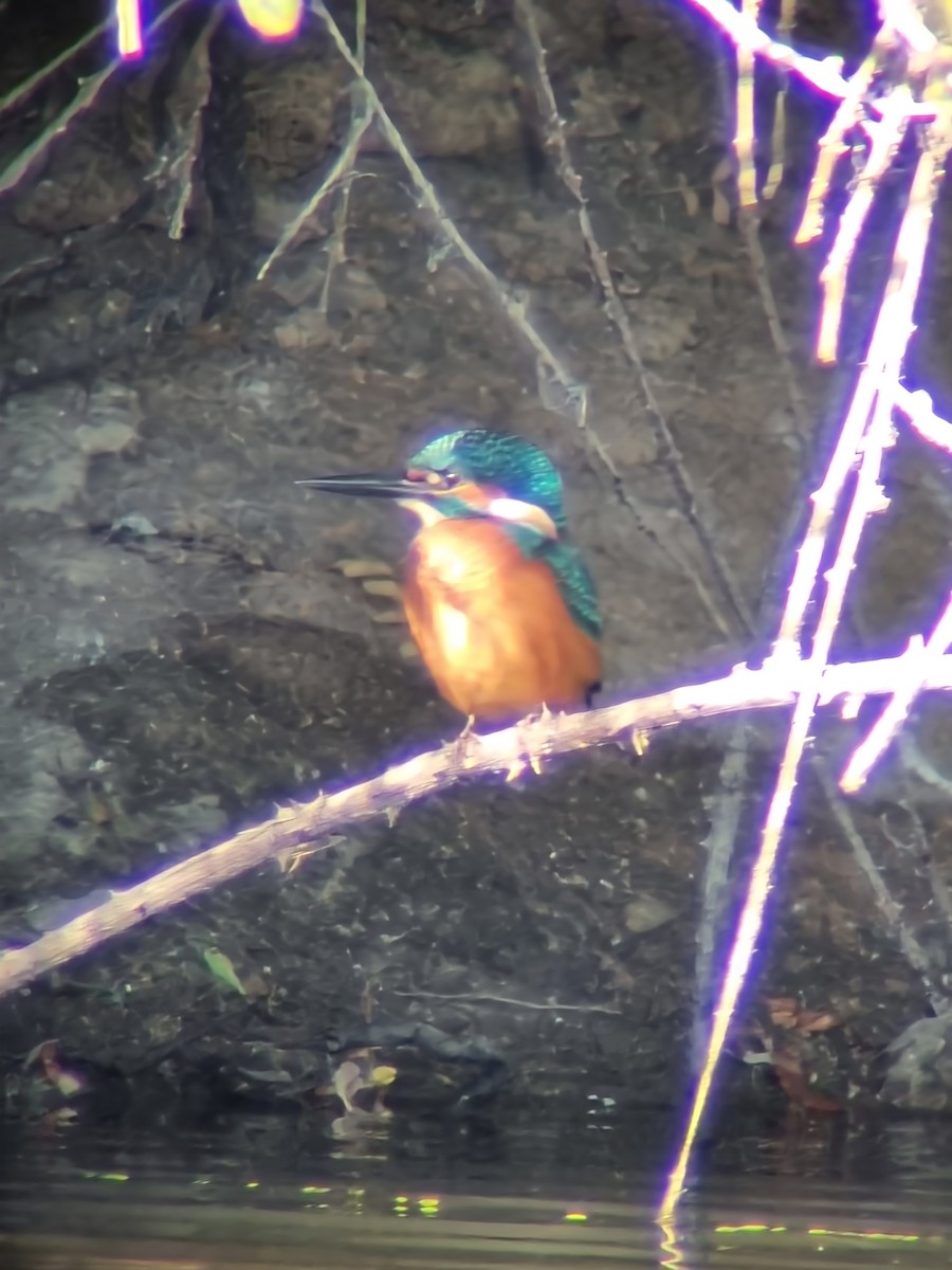 Common Kingfisher - Luis Miguel Pérez Peinado