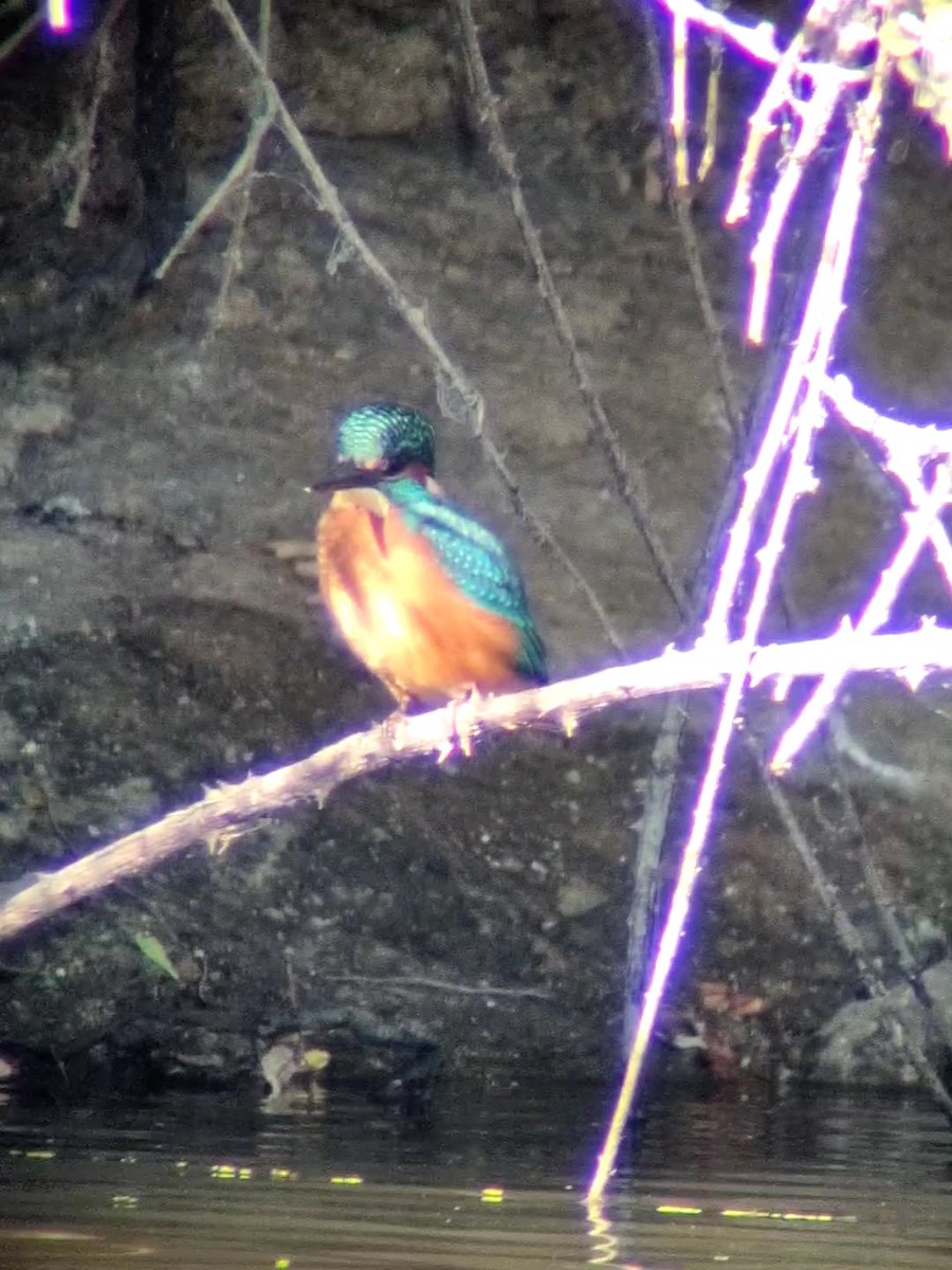 Common Kingfisher - Luis Miguel Pérez Peinado