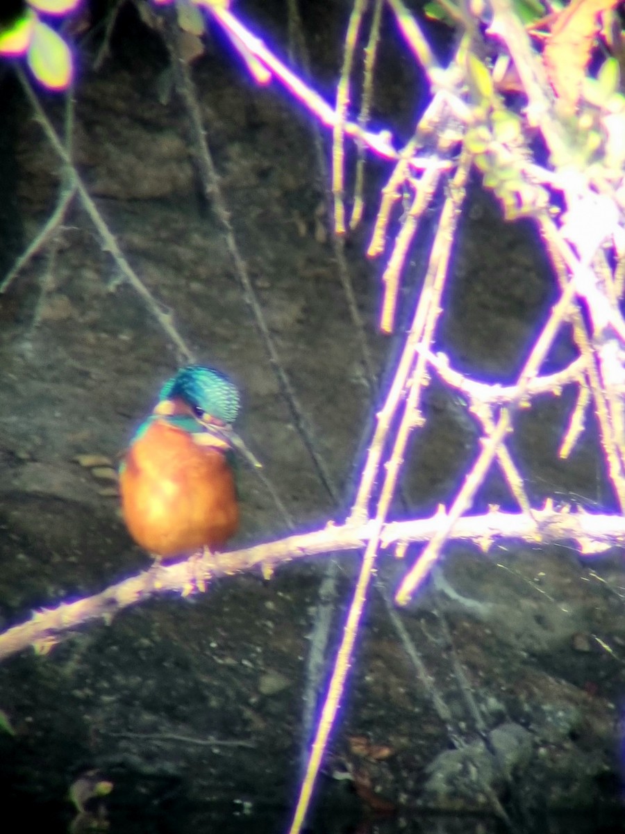 Common Kingfisher - Luis Miguel Pérez Peinado