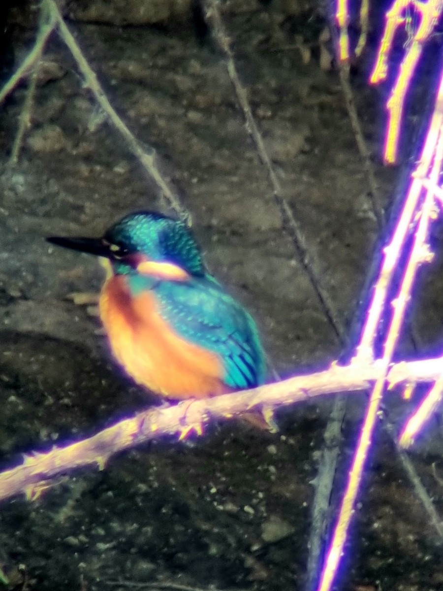 Common Kingfisher - ML600190191