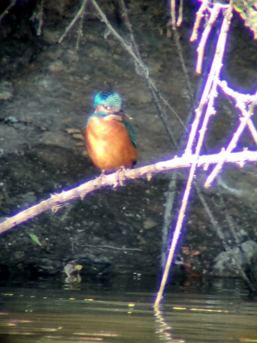 Common Kingfisher - ML600190201