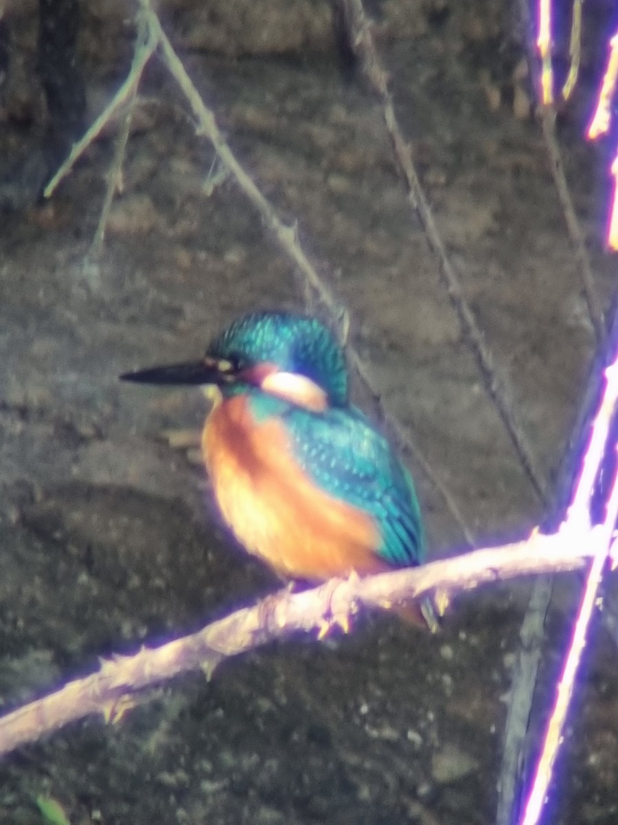 Common Kingfisher - ML600190211