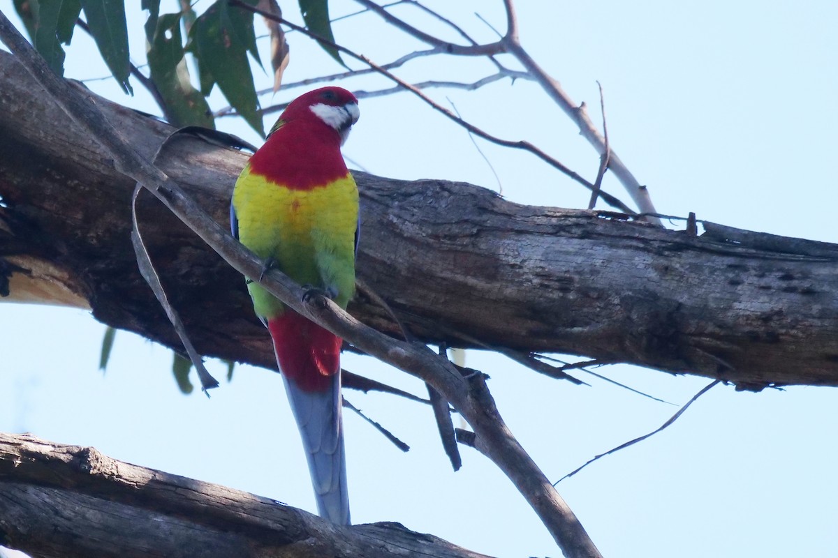 Eastern Rosella - Jenny Stiles