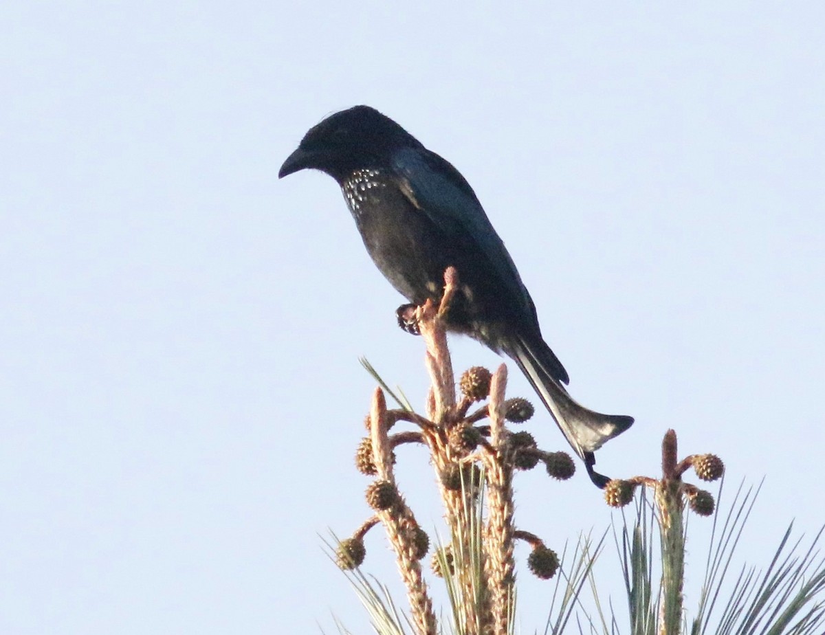 Hair-crested Drongo - ML600192841
