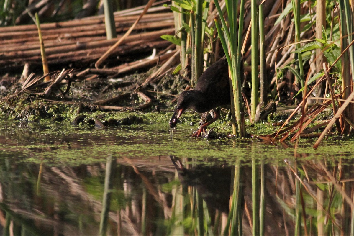 Virginia Rail - ML600193021