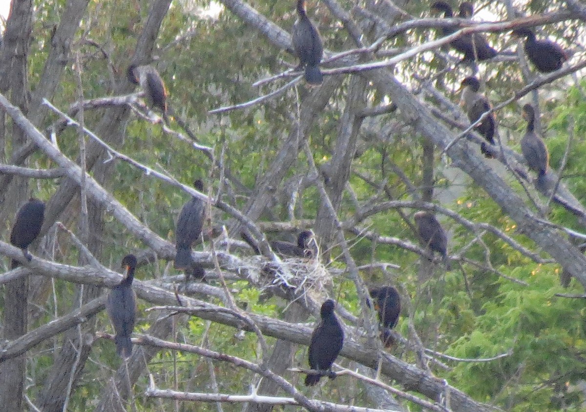 Double-crested Cormorant - Don Gorney