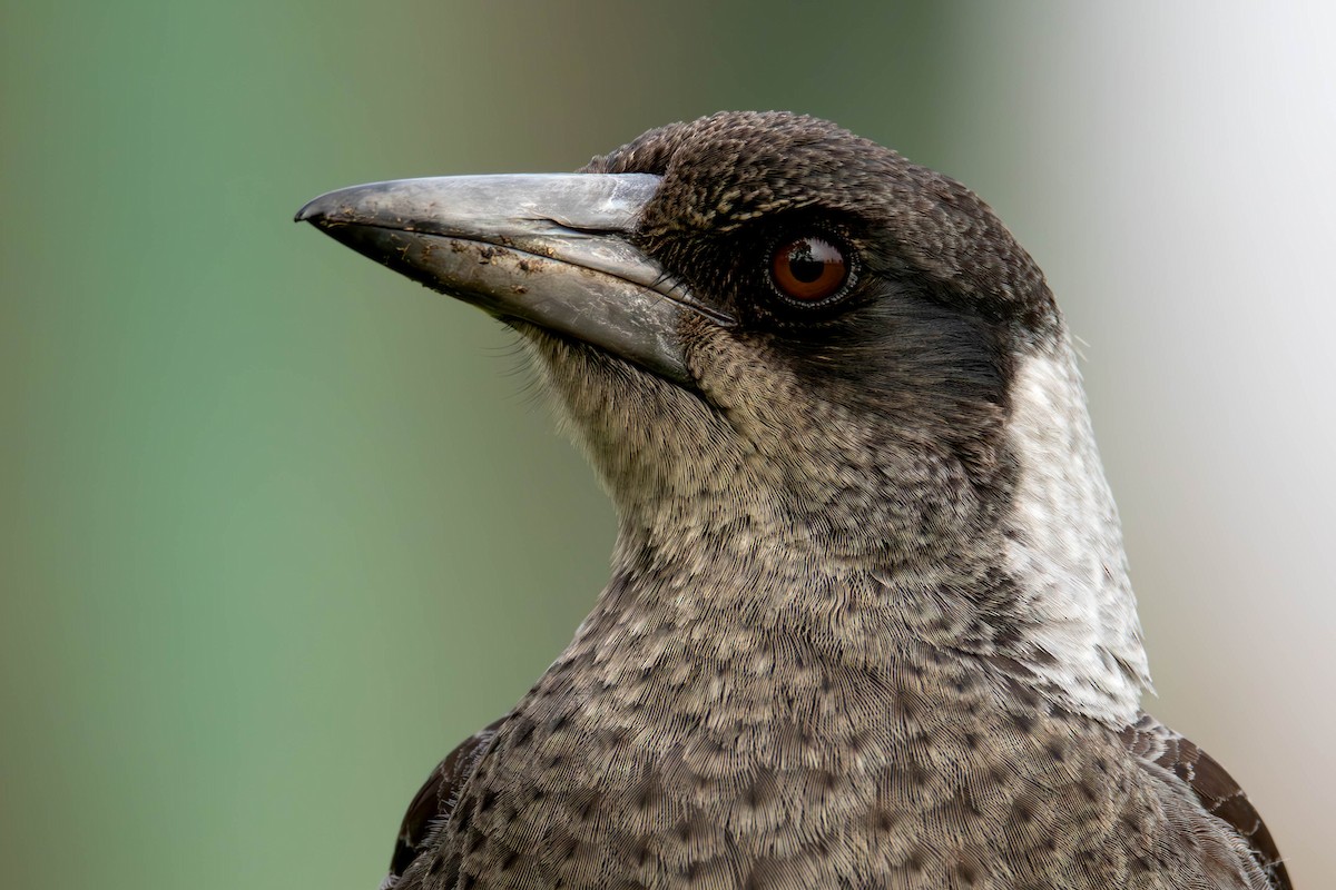 Australian Magpie - ML600194331