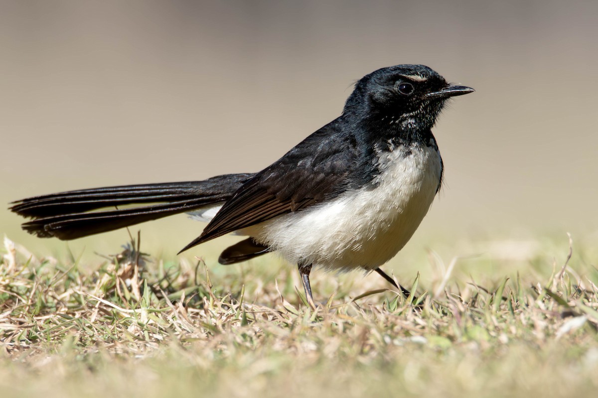 Willie-wagtail - ML600194471