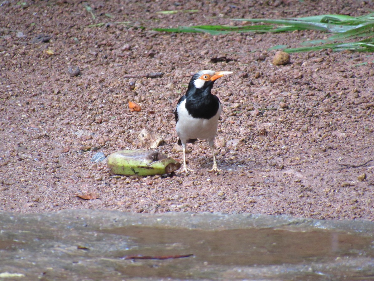 Siamese Pied Starling - ML60019591