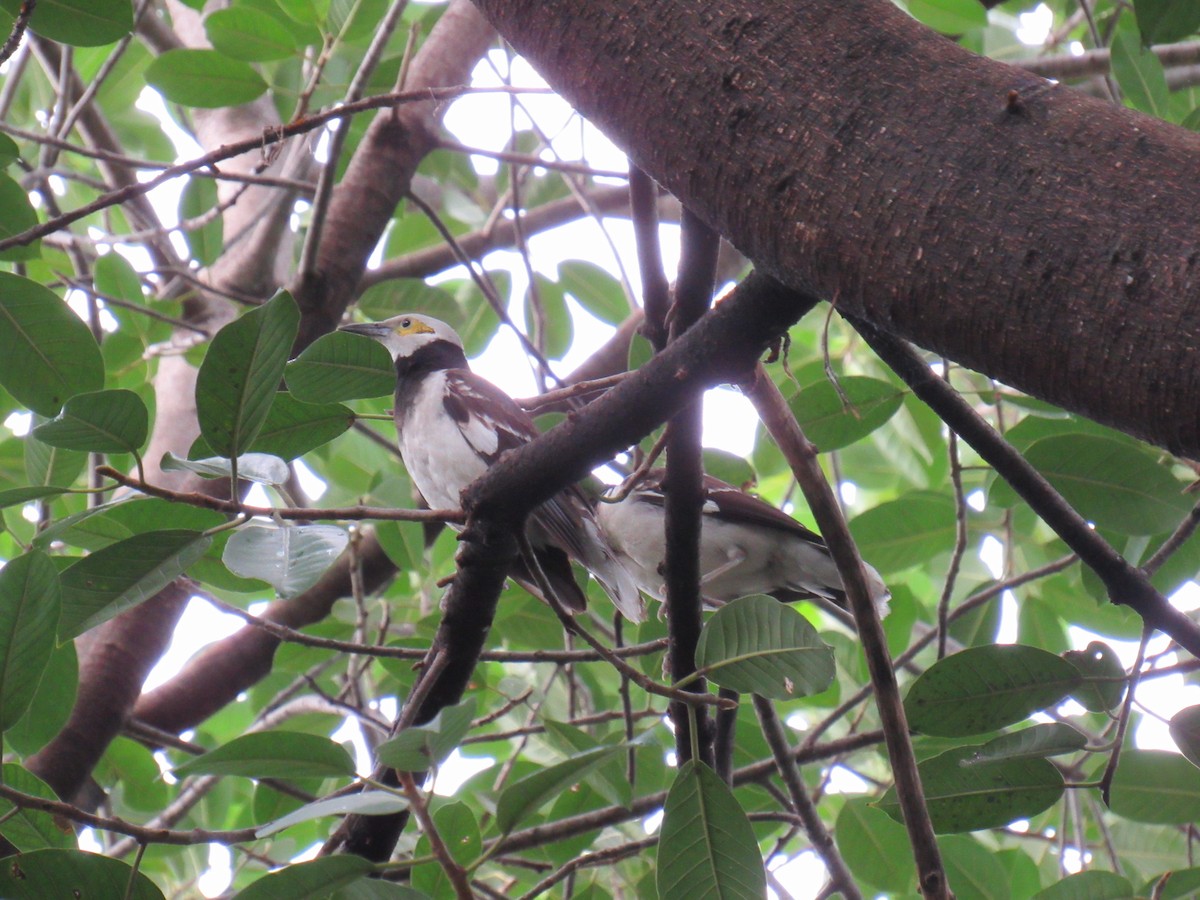 Black-collared Starling - ML60019601